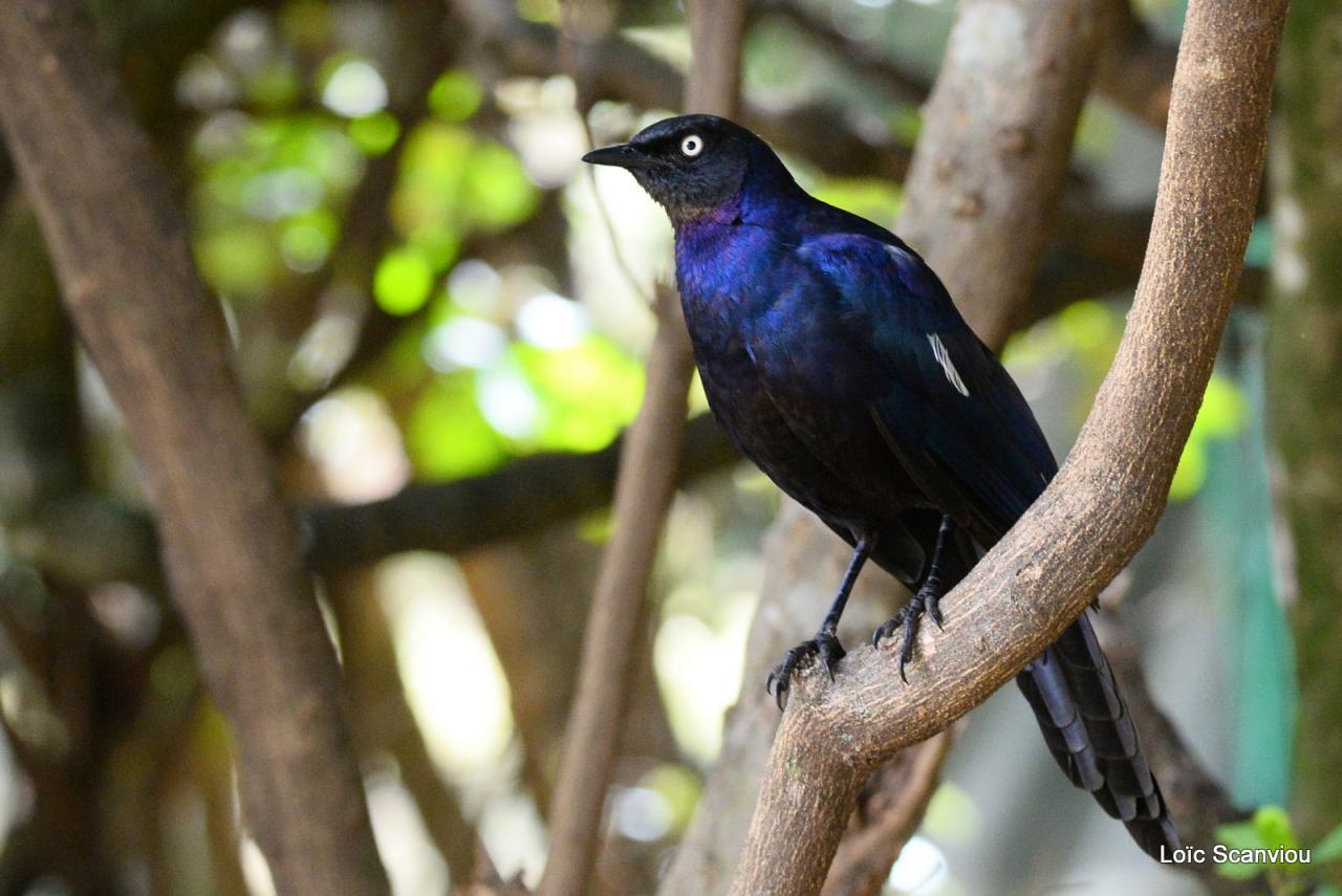 Choucador de Rüppell/Rüppell's Long-tailed Starling (1)