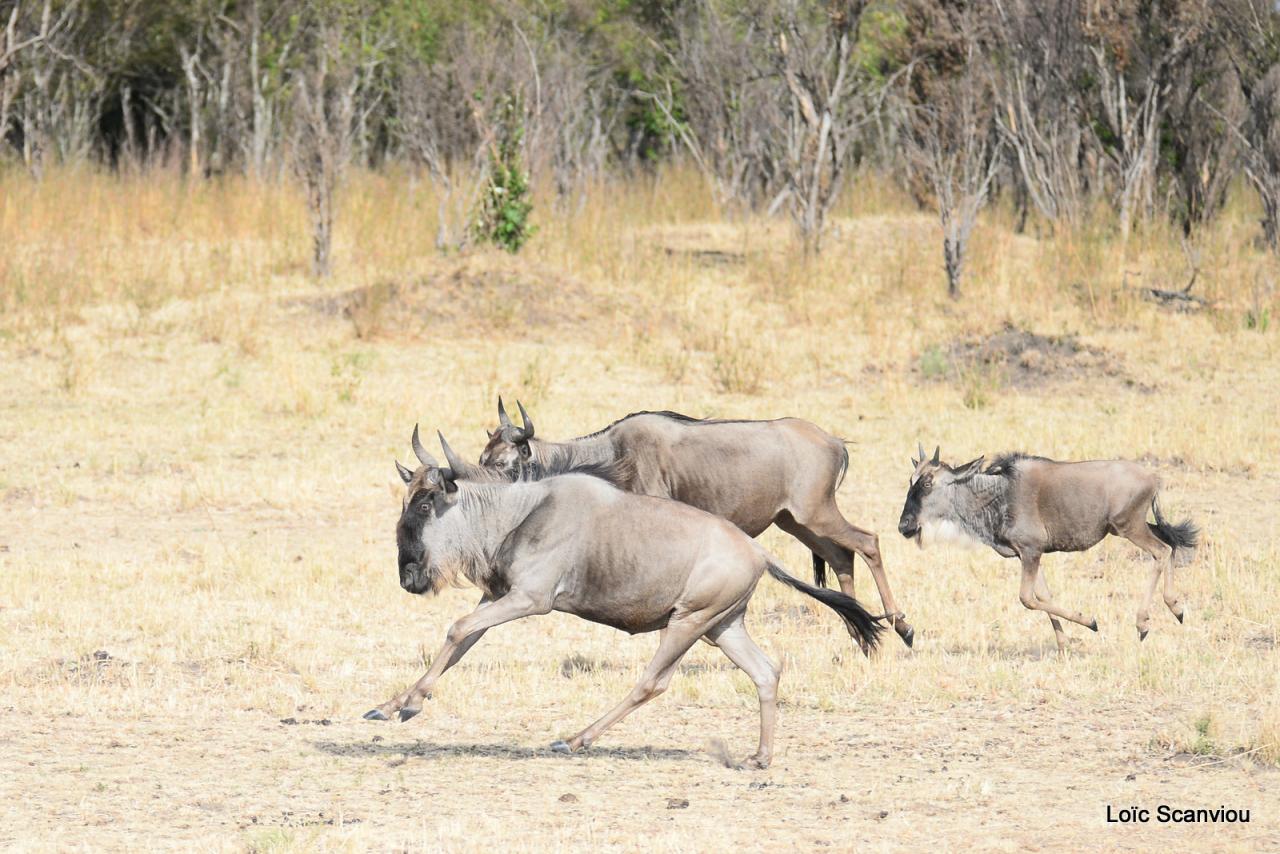 Migration des gnous/Wildebeest Migration (23)