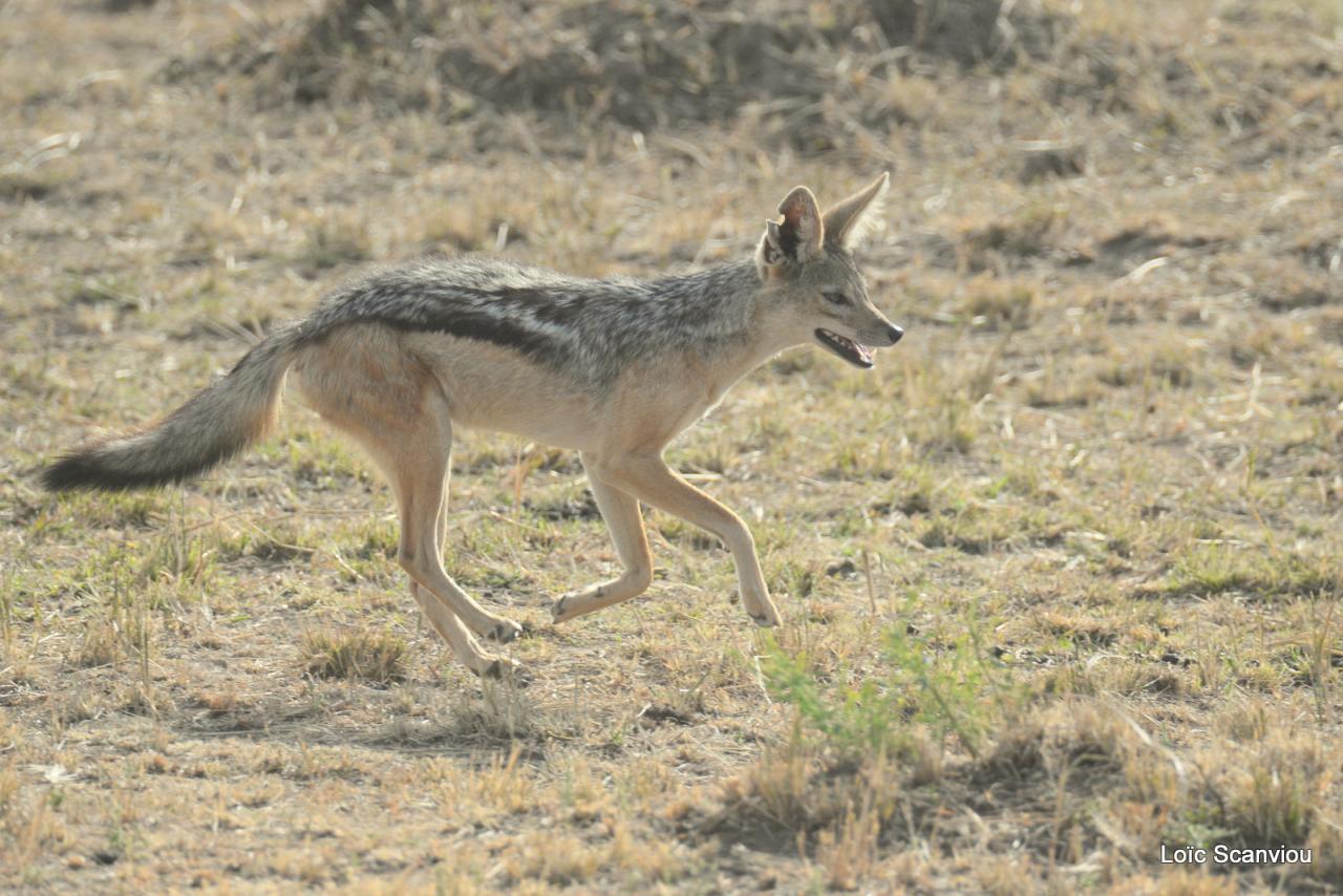 Chacal à chabraque/Black-backed Jackal (5)