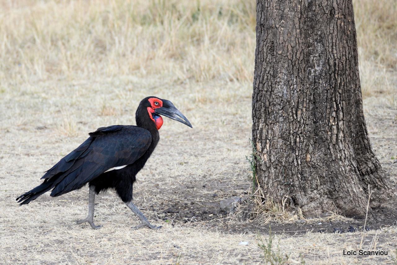 Bucorve/Ground Hornbill (1)
