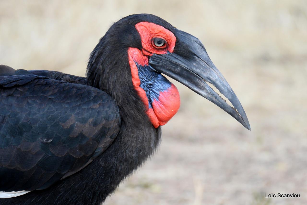 Bucorve/Ground Hornbill (2)