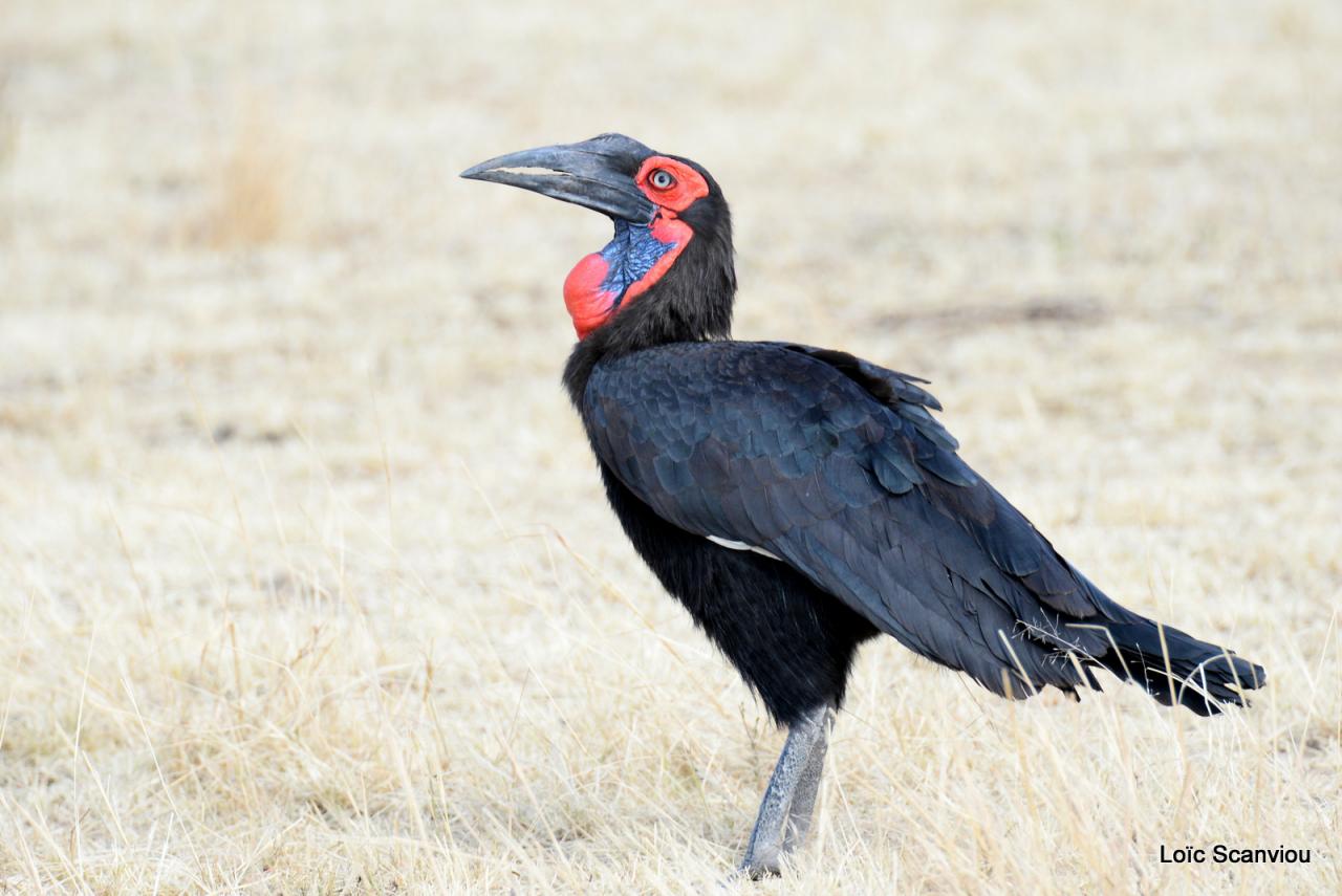 Bucorve/Ground Hornbill (3)