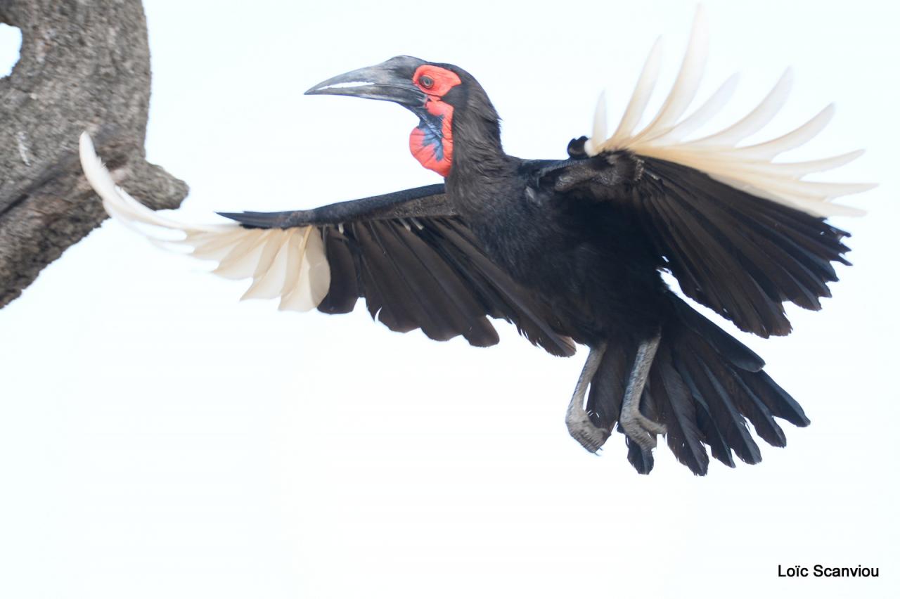 Bucorve/Ground Hornbill (4)