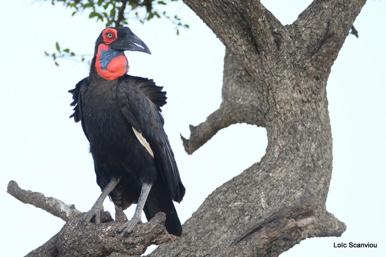 )Bucorve/Ground Hornbill (5)