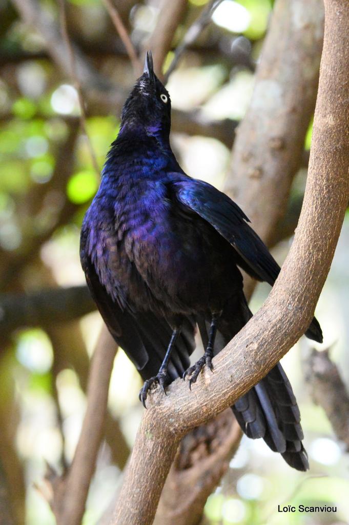 Choucador de Rüppell/Rüppell's Long-tailed Starling (2)