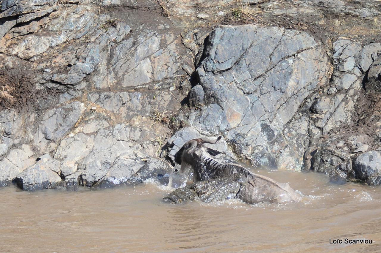 Crocodile (33)