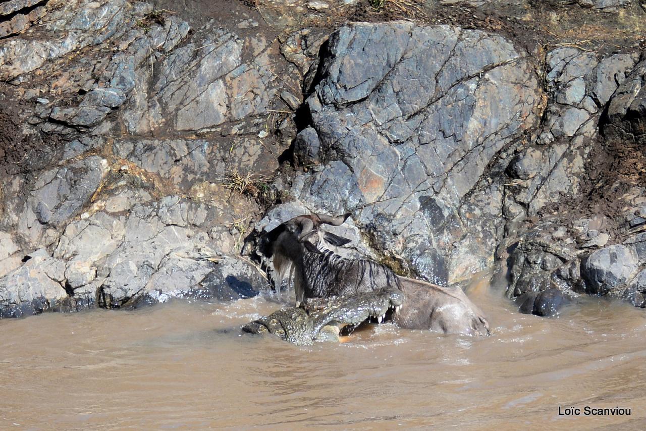 Crocodile (34)