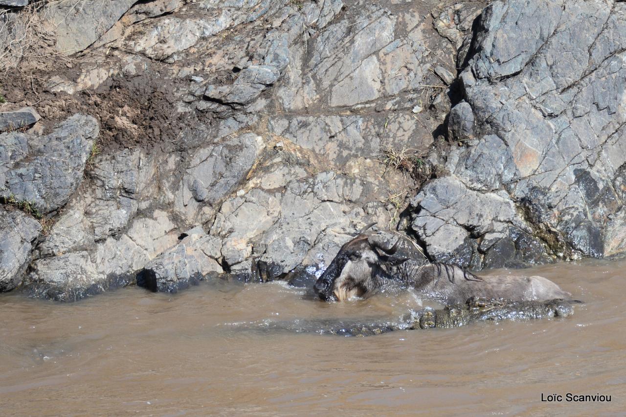 Crocodile (35)