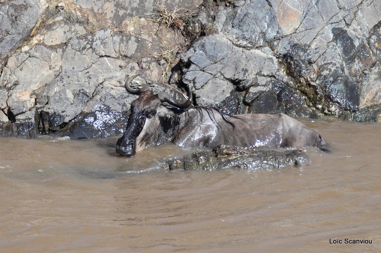 Crocodile (36)