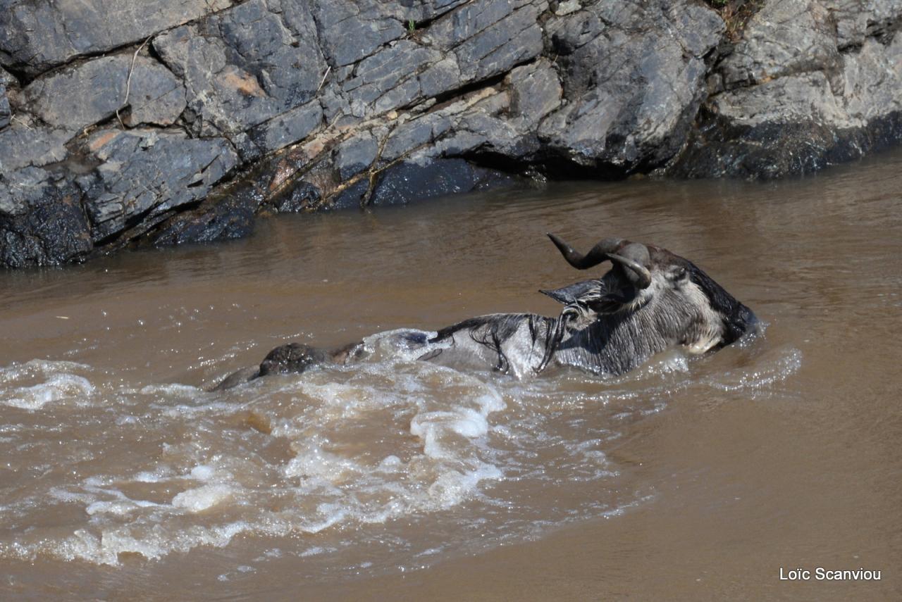 Crocodile (38)
