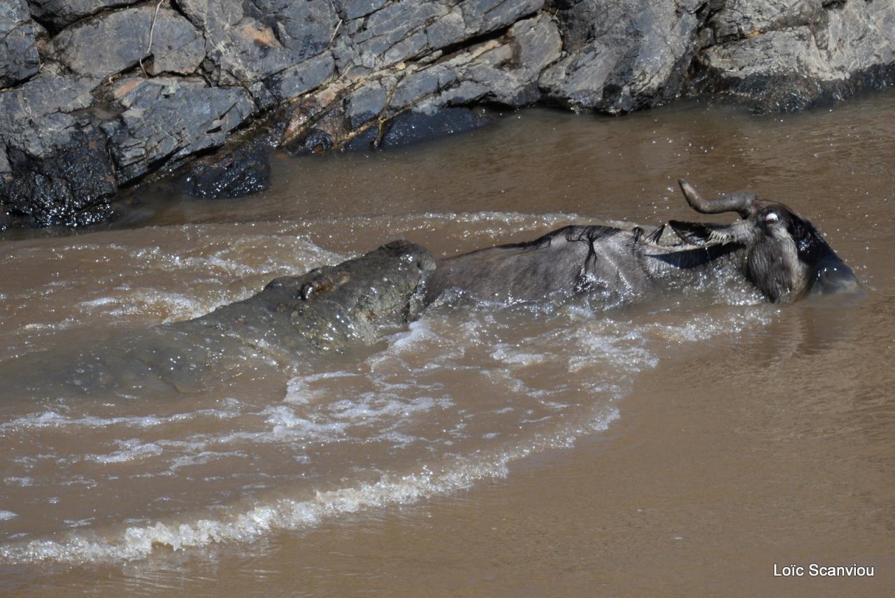 Crocodile (39)