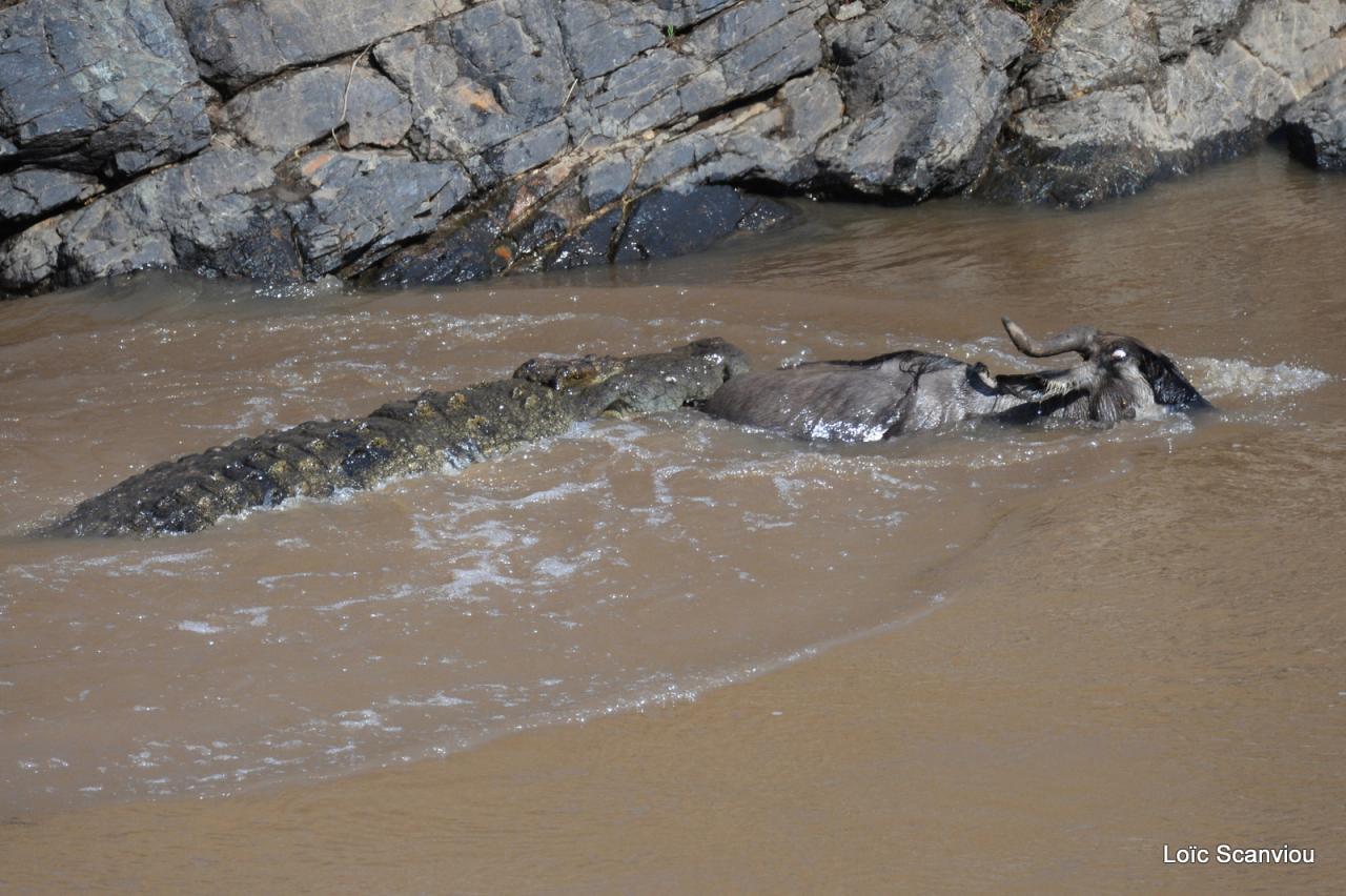 Crocodile (40)
