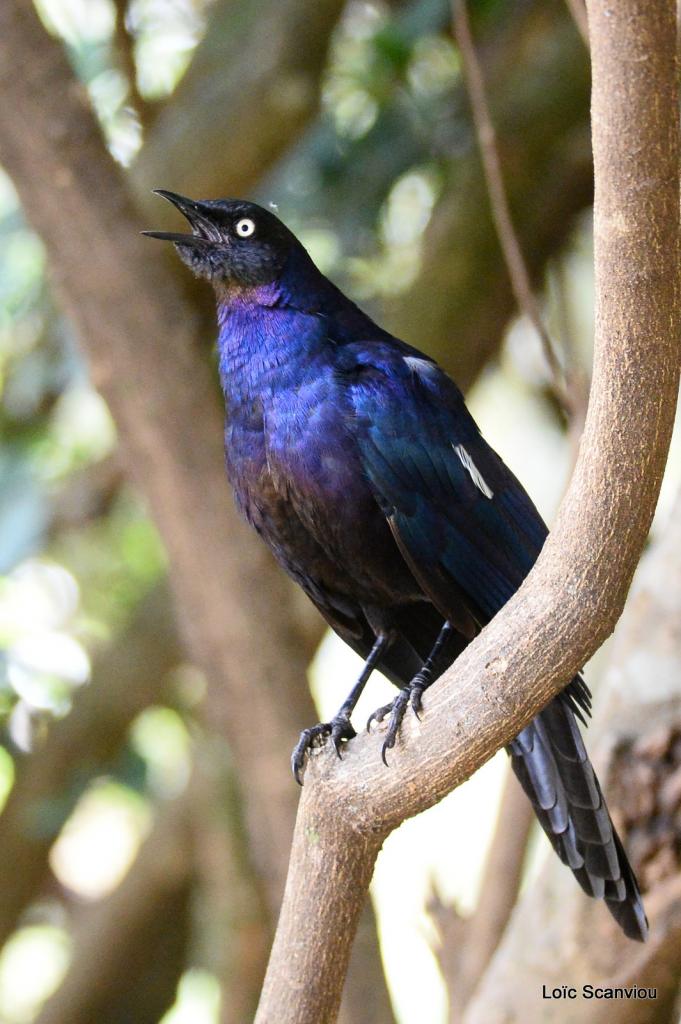 Choucador de Rüppell/Rüppell's Long-tailed Starling (3)