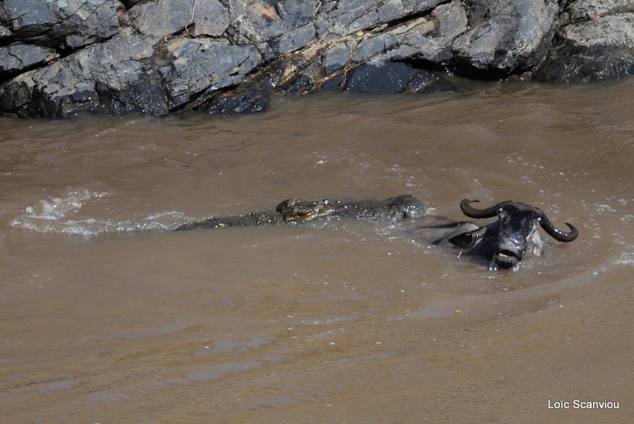 Crocodile (41)