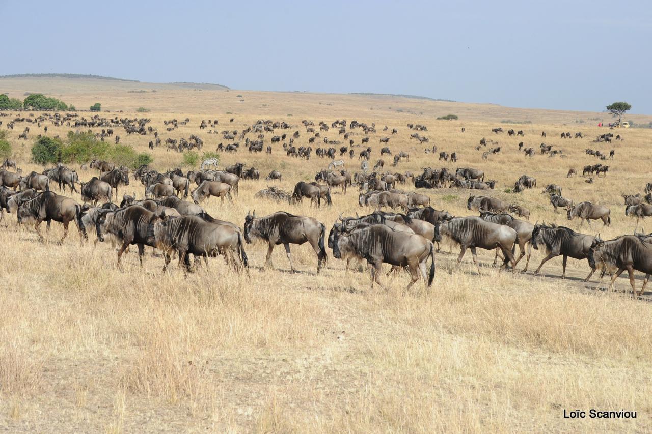 Migration des gnous/Wildebeest Migration (24)