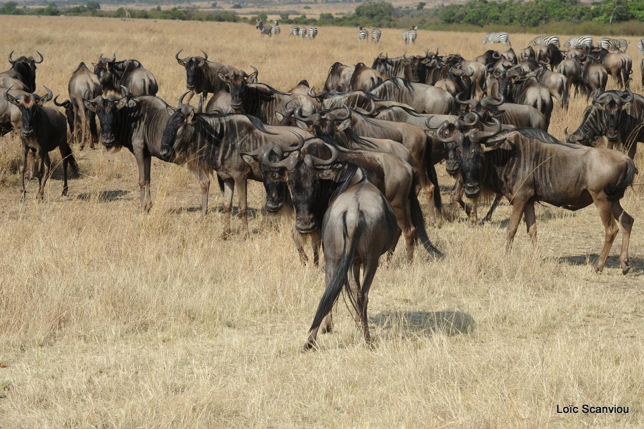 Migration des gnous/Wildebeest Migration (25)