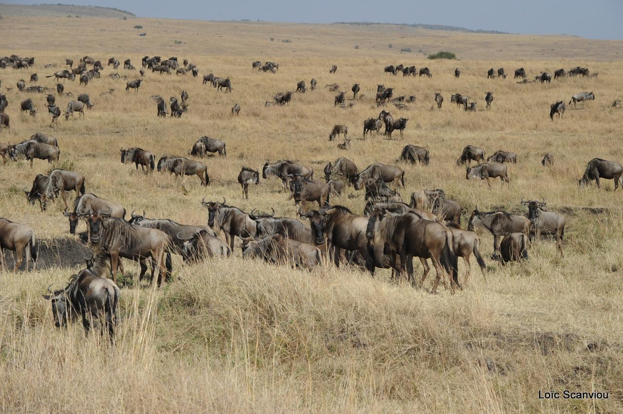 Migration des gnous/Wildebeest Migration (26)