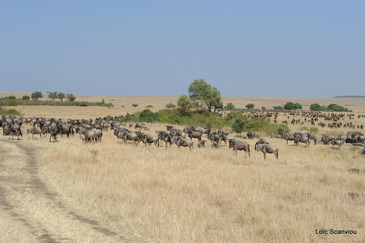 Migration des gnous/Wildebeest Migration (27)