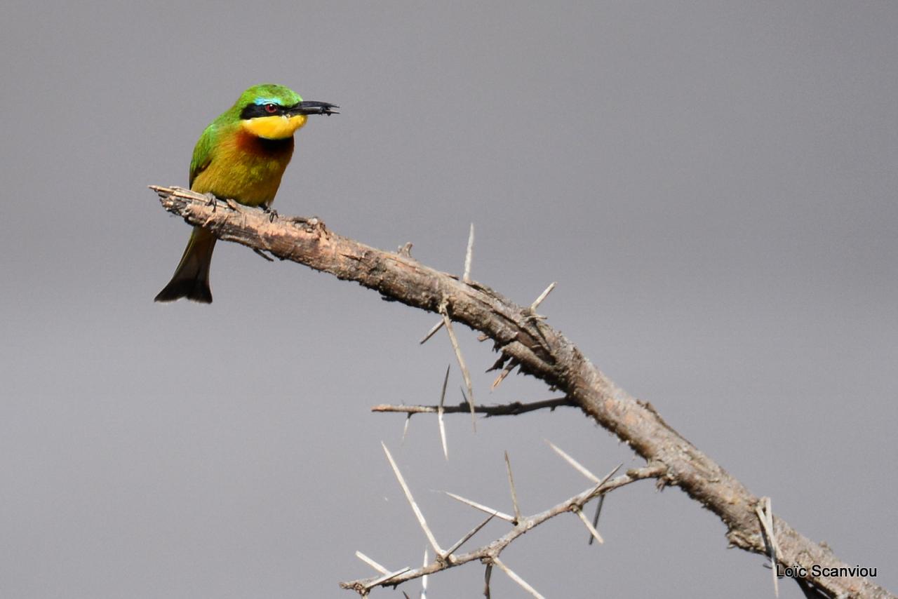 Guêpier nain/Little Bee-Eater (2)