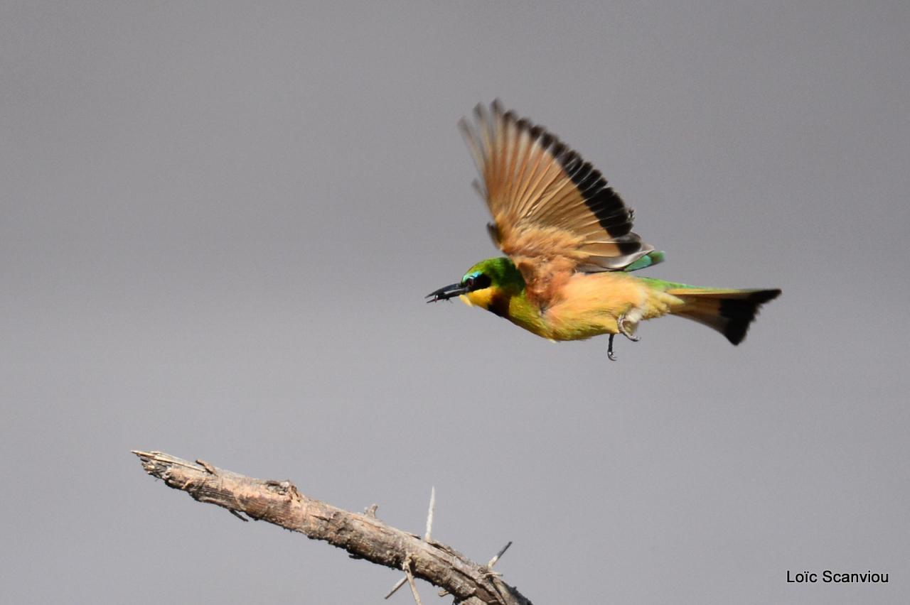 Guêpier nain/Little Bee-Eater (3)