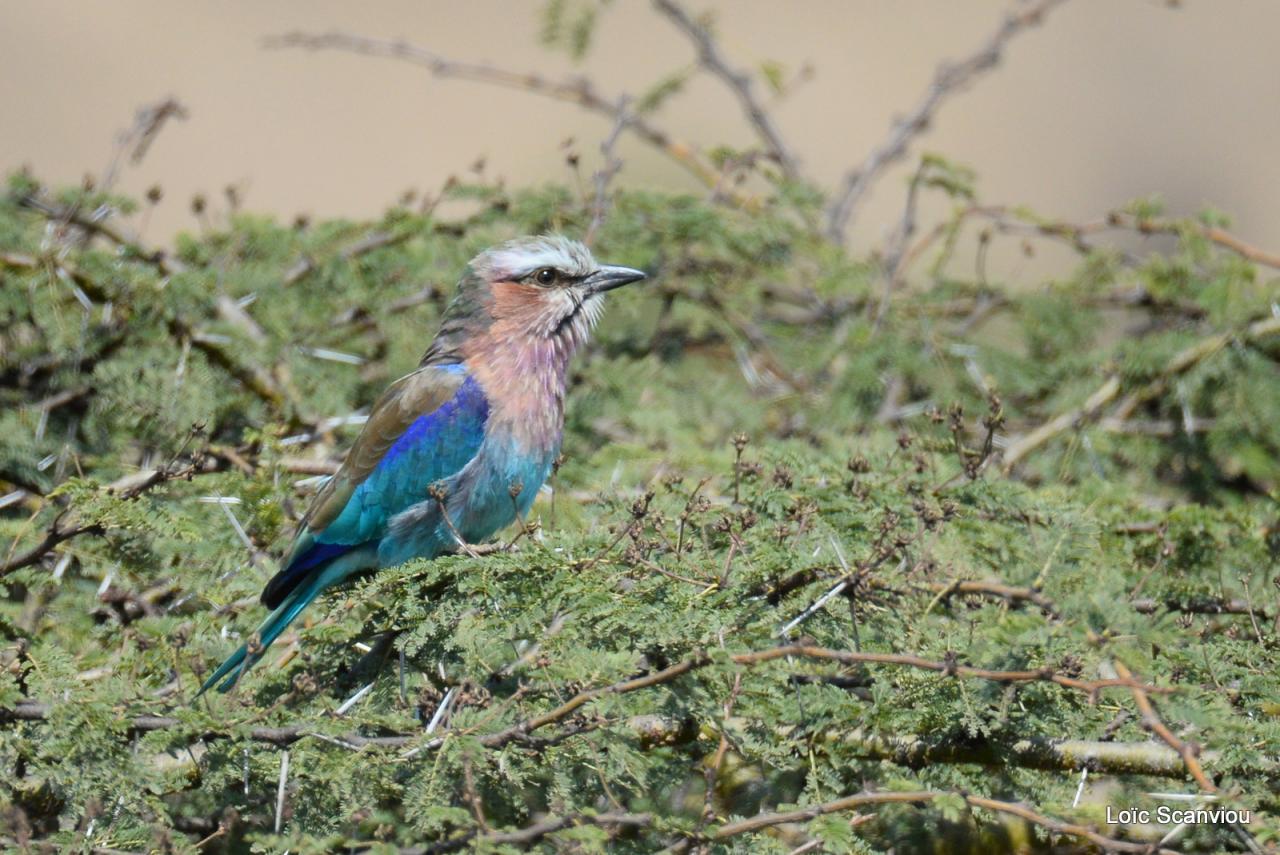 Rollier à longs brins/Lilac-breasted Roller (1)