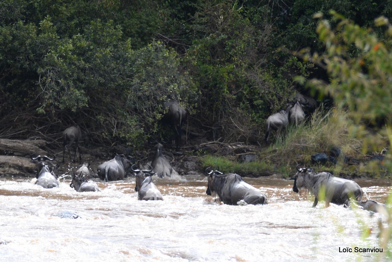 Traversée de la Mara/Mara River Crossing (1)