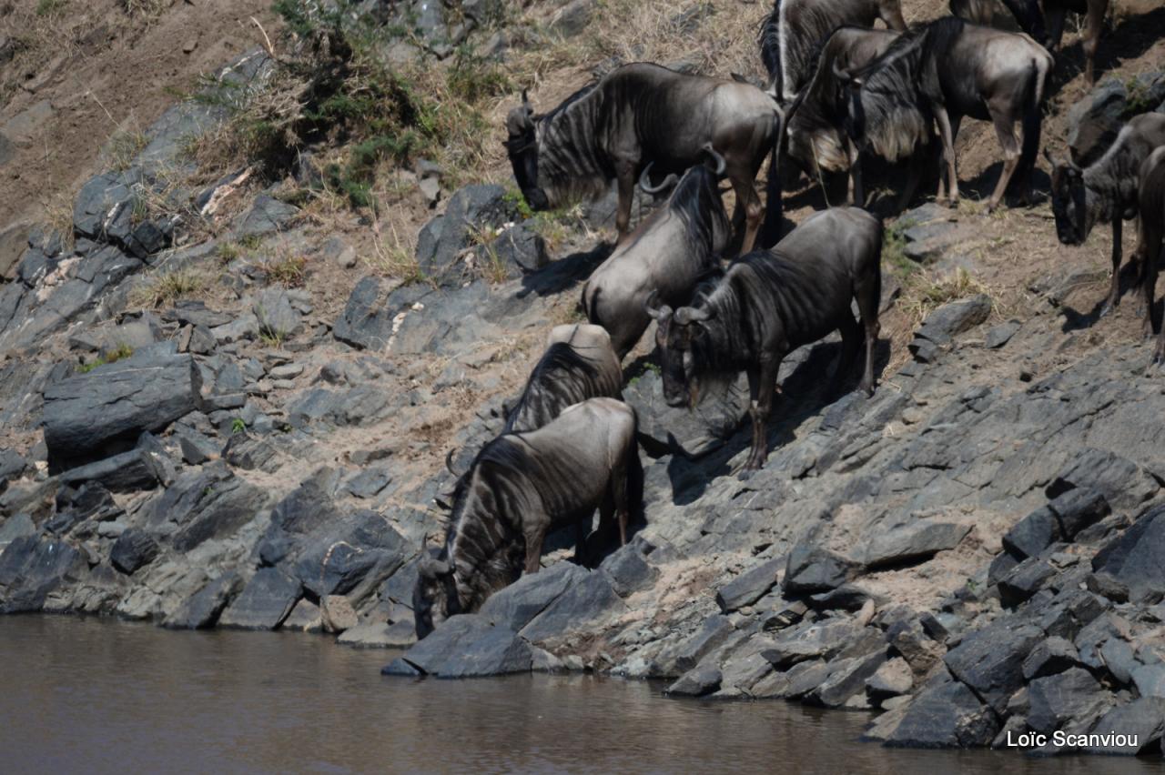 Migration des gnous/Wildebeest Migration (28)