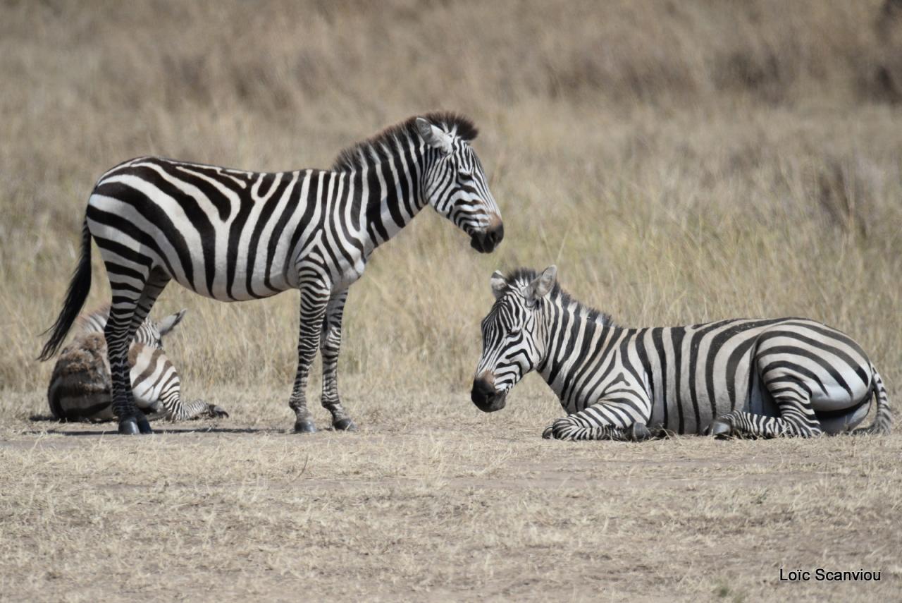 Zèbre/Zebra (8)