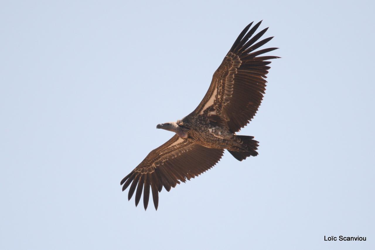 Vautour de Rüppell/Rüppell's Griffon Vulture (7)