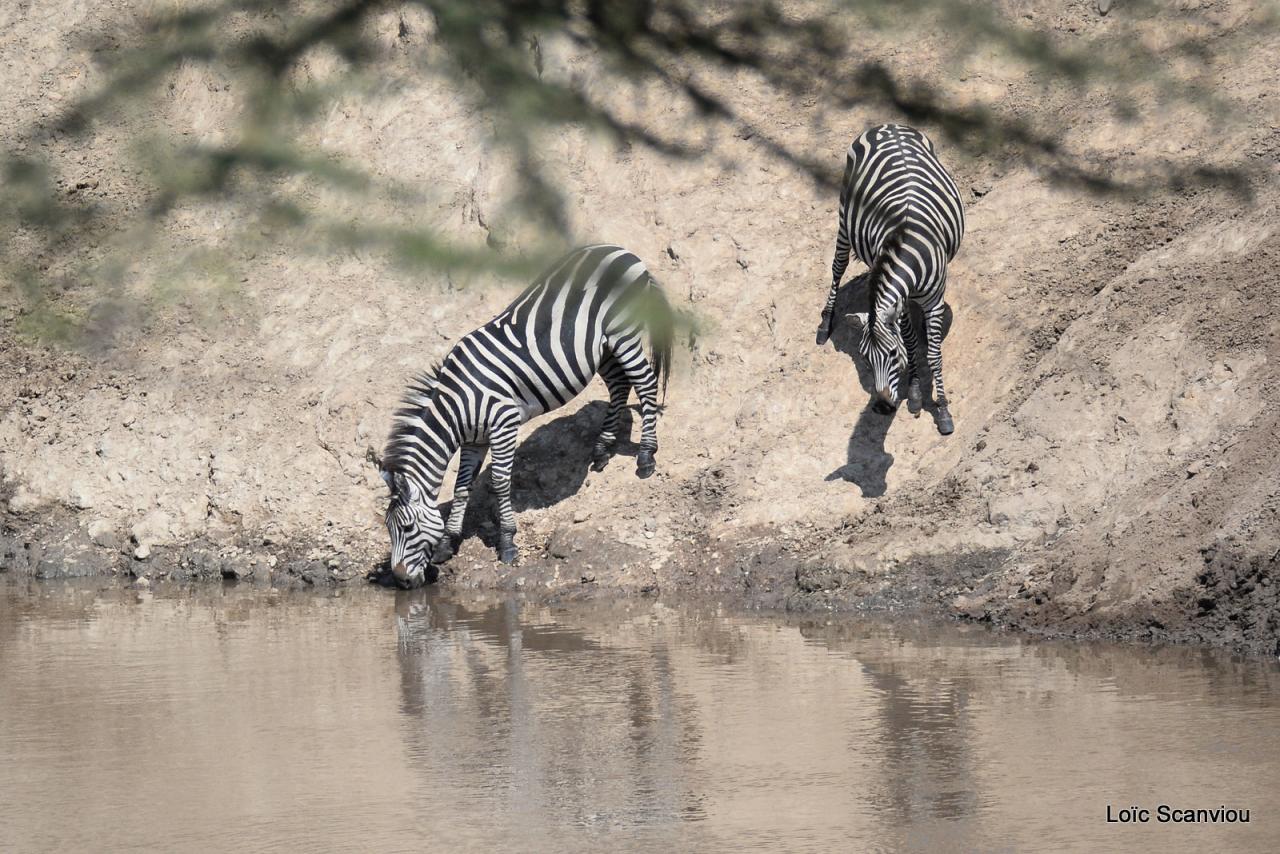 Zèbre/Zebra (9)