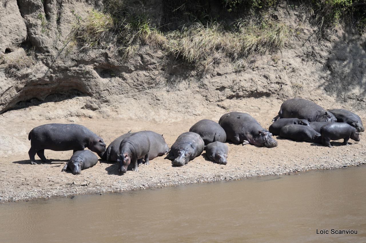 Hippopotame/Hippopotamus (8)