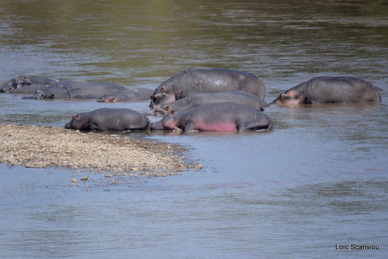 Hippopotame/Hippopotamus (9)