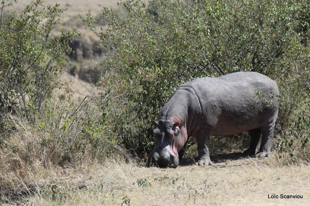 Hippopotame/Hippopotamus (10)