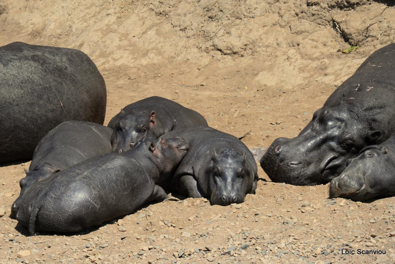 Hippopotame/Hippopotamus (11)