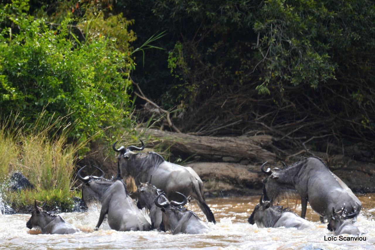 Traversée de la Mara/Mara River Crossing (2)