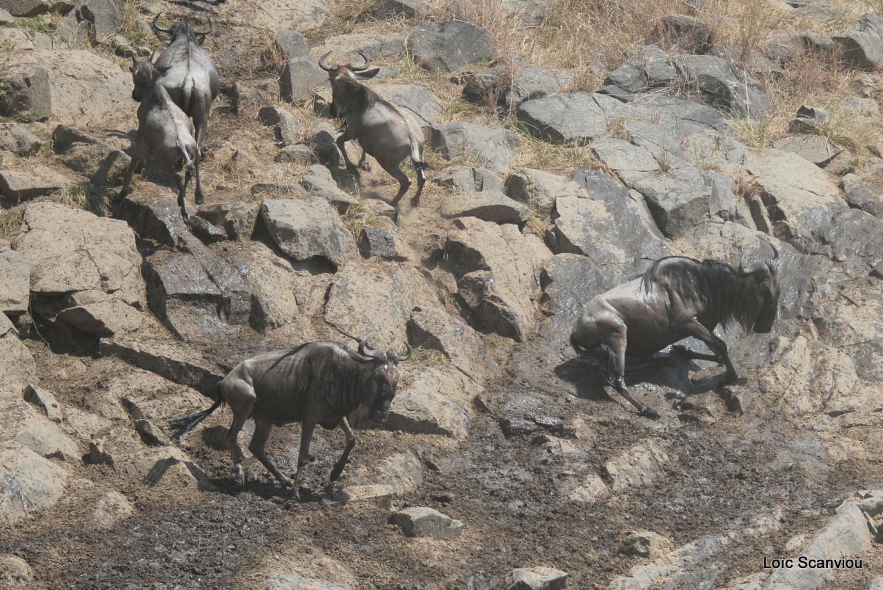 Migration des gnous/Wildebeest Migration (29)