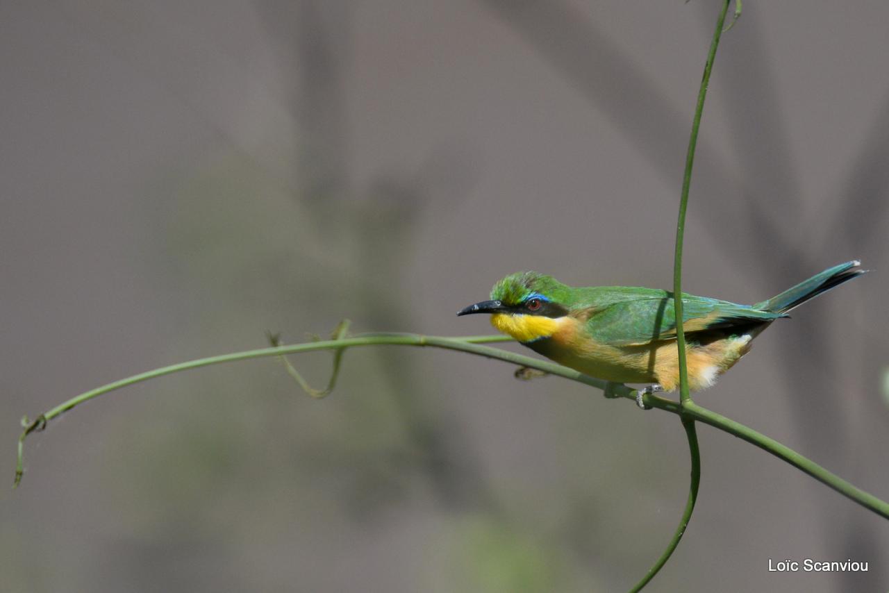 Guêpier nain/Little Bee-Eater (5)