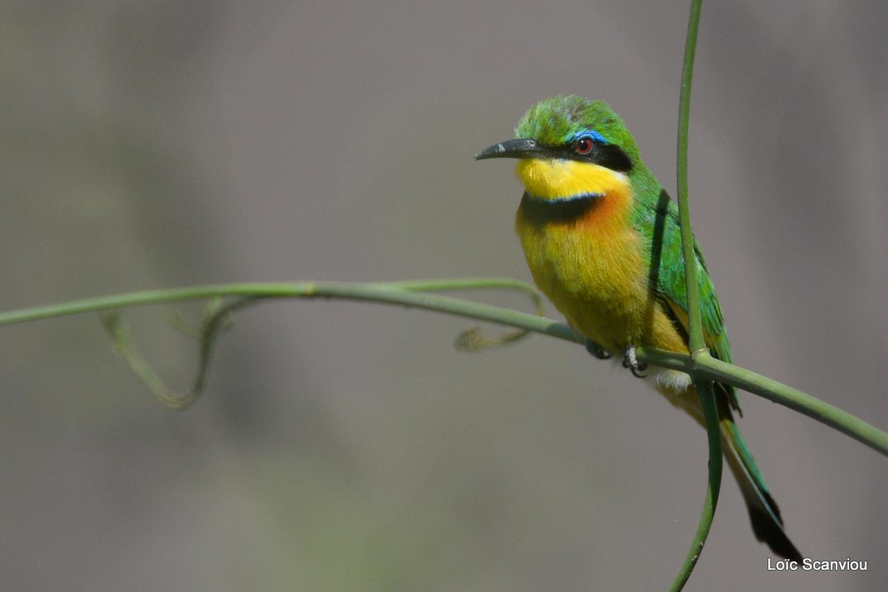 Guêpier nain/Little Bee-Eater (6)