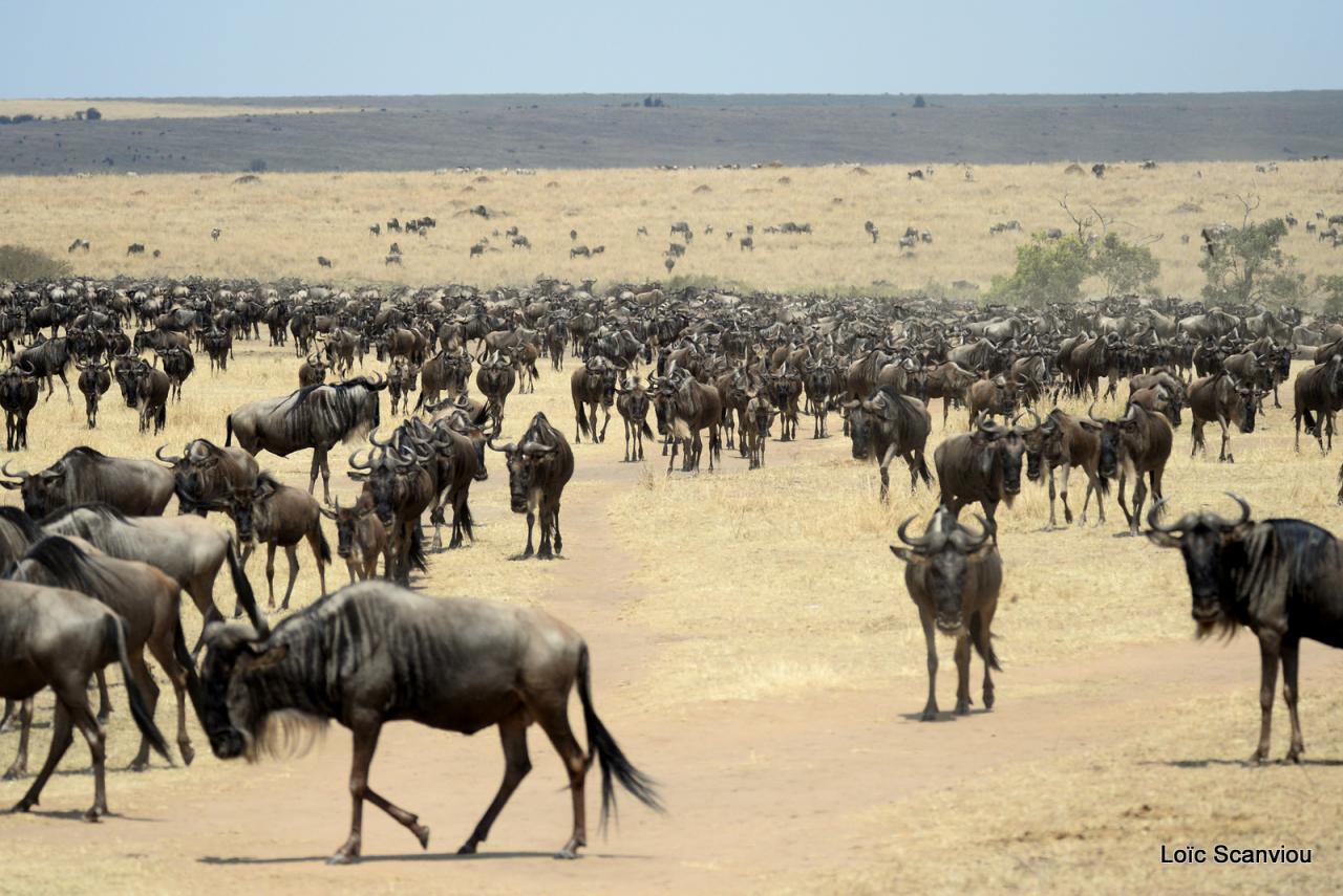 Migration des gnous/Wildebeest Migration (30)