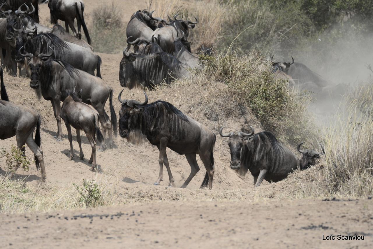 Migration des gnous/Wildebeest Migration (32)