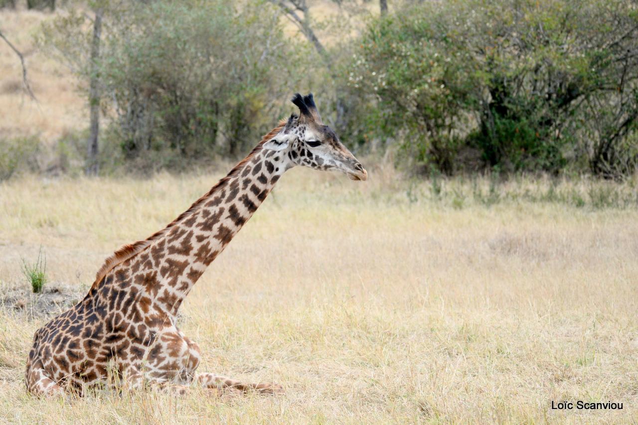 Girafe/Giraffe 