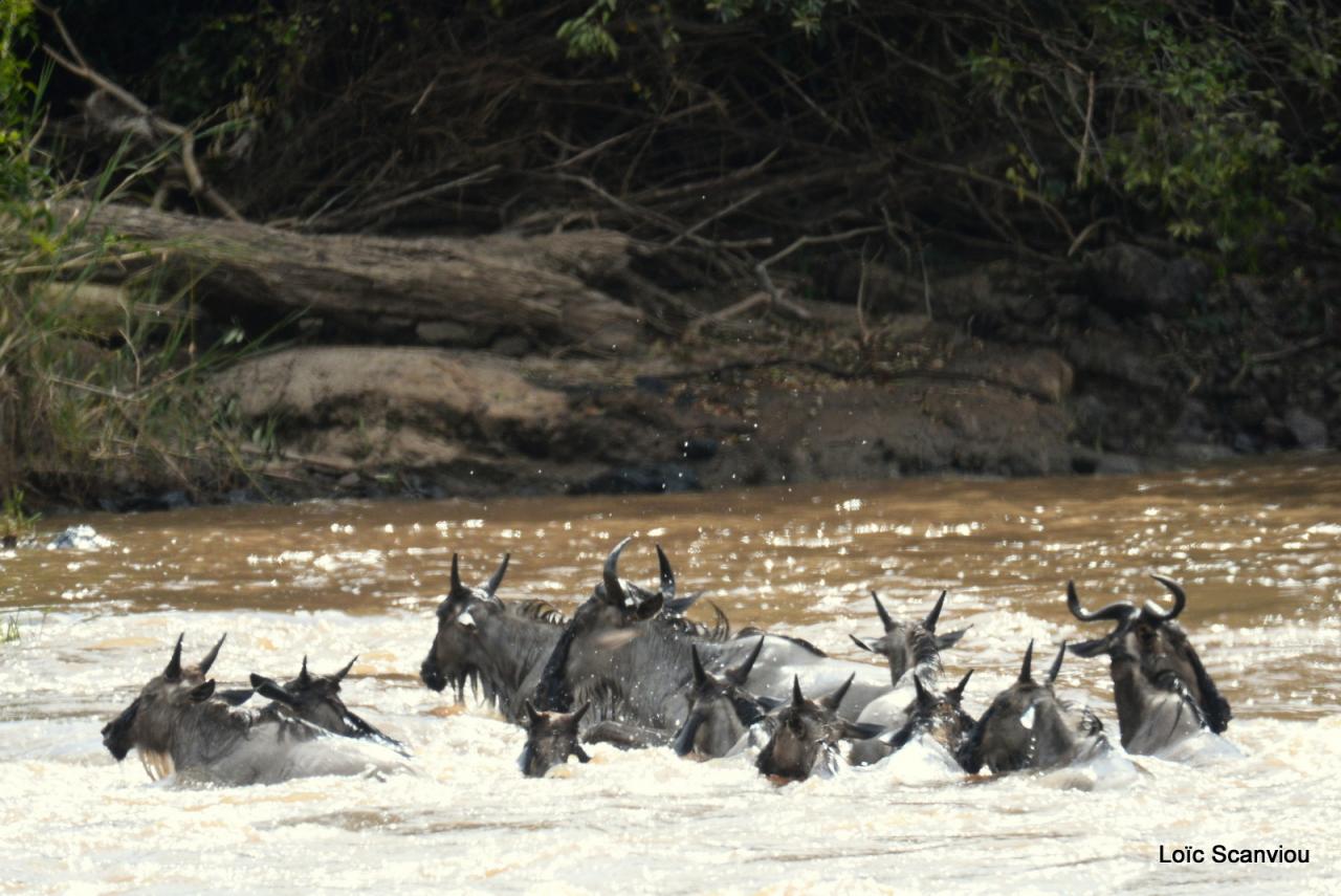 Traversée de la Mara/Mara River Crossing (3)