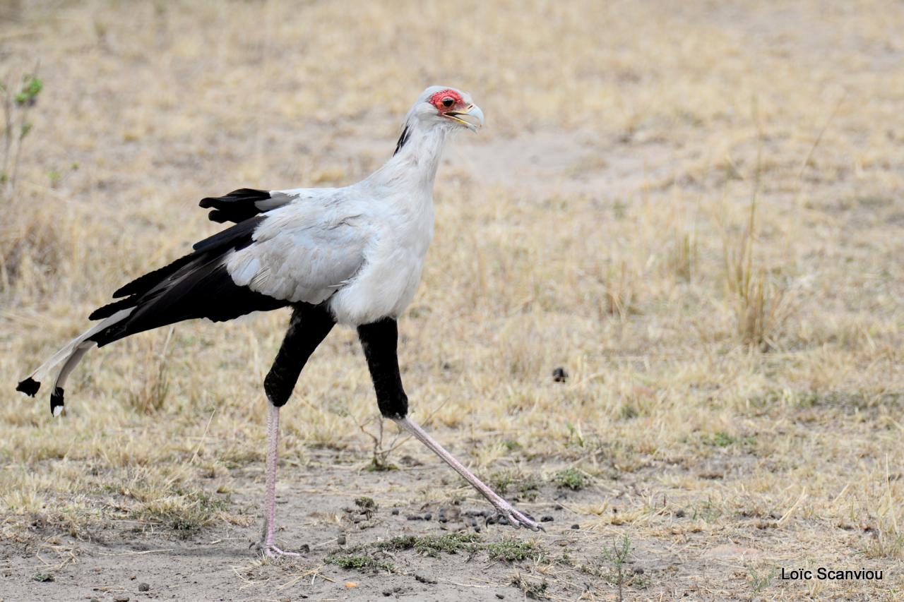 Messager sagittaire/Secretary Bird (1)
