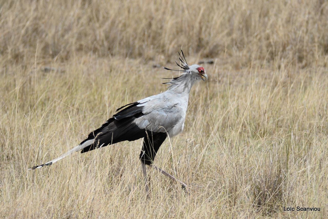 Messager sagittaire/Secretary Bird (2)