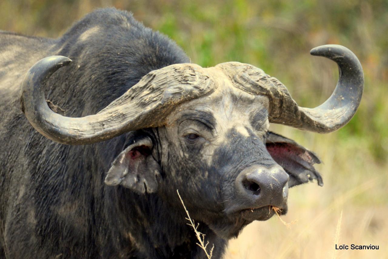 Buffle du Cap/Cape Buffalo (5)