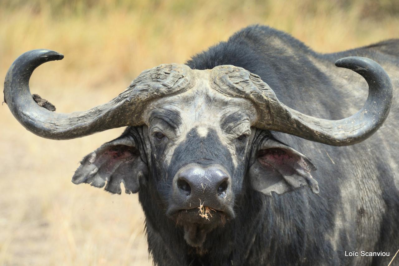 Buffle du Cap/Cape Buffalo (6)