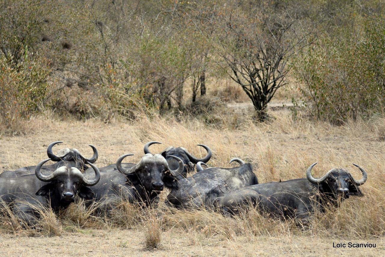 Buffle du Cap/Cape Buffalo (7)