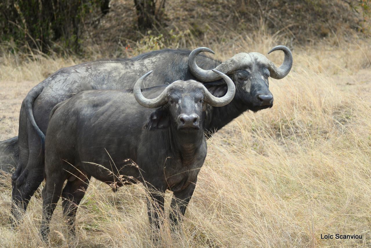 Buffle du Cap/Cape Buffalo (8)