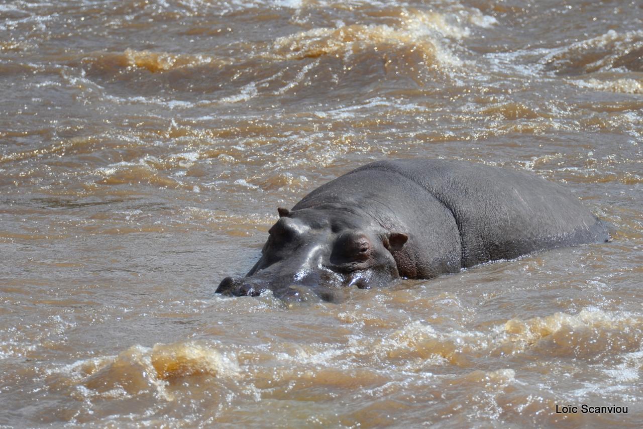 Hippopotame/Hippopotamus (12)