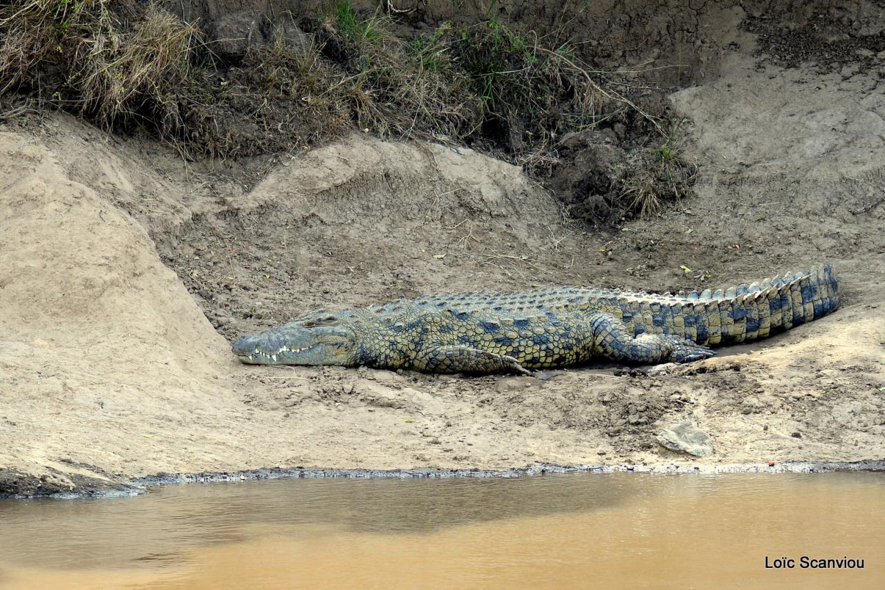 Crocodile (42)
